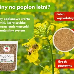 Poplon: Jakie nasiona wybrać? Praktyczny przewodnik i korzyści