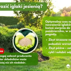 Kiedy nawozić iglaki jesienią? Optymalny termin i błędy