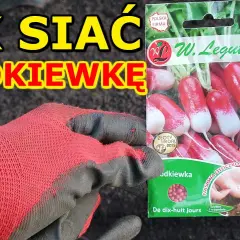 Kiedy siać rzodkiewkę? Kalendarz siewu dla obfitych plonów