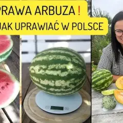 Uprawa arbuzów w gruncie: Poradnik krok po kroku do własnych owoców