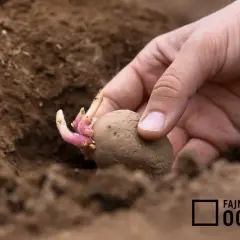 Jak sadzić ziemniaki w ogródku? Poradnik krok po kroku