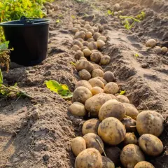 Jaki nawóz pod ziemniaki? Sprawdź dawki, terminy i błędy