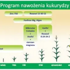 Jak obliczyć dawki NPK dla kukurydzy? Precyzyjny poradnik