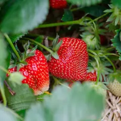 Kiedy sezon na polskie truskawki? Poznaj najlepszy czas na zakupy