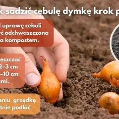 Jak głęboko sadzić dymkę? Sekret obfitych plonów cebuli