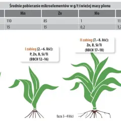 Nawożenie kukurydzy: Maksymalny plon ziarna i kiszonki - praktyczny poradnik