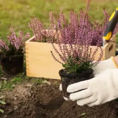Jak uprawiać wrzosy? Kompleksowy poradnik krok po kroku