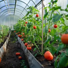 Uprawa pomidorów pod folią: Pełny przewodnik po obfitych plonach