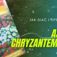 Siew astrów do gruntu: Prosty przewodnik krok po kroku