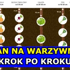 Płodozmian na działce: Jak siać warzywa po sobie? Plan krok po kroku