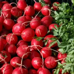 Kiedy siać rzodkiewkę do gruntu? Sekretny termin dla obfitych plonów
