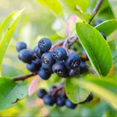 Aronia: Kiedy zbierać? Poznaj idealny termin i oznaki dojrzałości