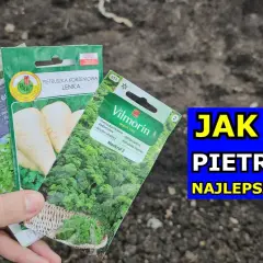 Jak głęboko siać pietruszkę? Sekret obfitych plonów