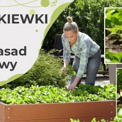 Siew rzodkiewki w czerwcu: triki na udane zbiory i odmiany