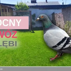 Nawóz gołębi: Jak stosować, by nie spalić roślin? Poradnik