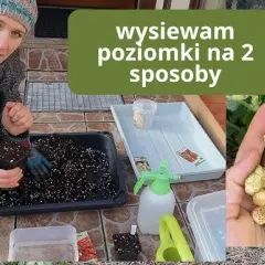 Wysiew poziomek z nasion: Przewodnik krok po kroku do sukcesu