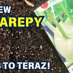 Kiedy siać kalarepę? Terminy siewu na wiosnę i jesień