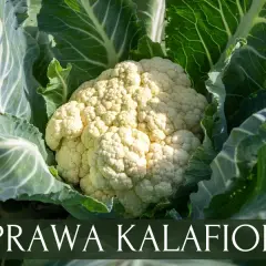 Jak uprawiać kalafior w ogrodzie? Poradnik krok po kroku