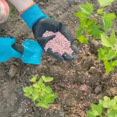 Co zamiast nawozów sztucznych? Naturalne metody dla lepszych plonów
