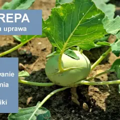 Kiedy kalarepa w sezonie? Od wiosny do jesieni uprawa i zbiory
