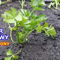 Uprawa selera: Poradnik krok po kroku do obfitych plonów
