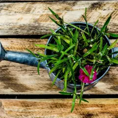 Naturalne nawozy azotowe: przepisy DIY dla bujnego ogrodu