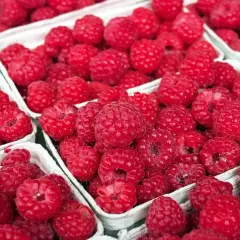 Kiedy sezon na maliny? Sprawdź najlepszy czas na zbiory!