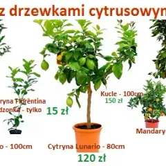 Jak nawozić cytrynę w doniczce? Kompletny poradnik
