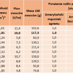 Kiedy sezon na porzeczki? Zbiory, odmiany i przetwory