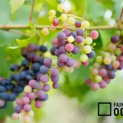 Jak sadzić winogrona? Poradnik krok po kroku dla ogrodników