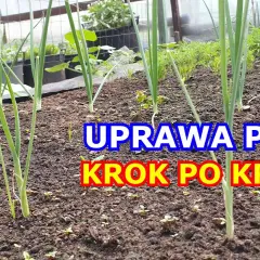 Siew pora krok po kroku: Poradnik dla każdego ogrodnika