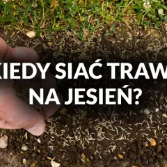 Kiedy siać trawę? Wiosna czy jesień - poznaj najlepszy termin
