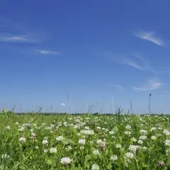 Kiedy siać koniczynę? Optymalne terminy dla sukcesu uprawy