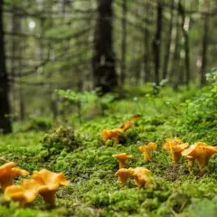 Sezon na kurki: Kiedy szukać i jak je rozpoznać?