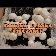 Domowa uprawa pieczarek: Prosty przewodnik krok po kroku