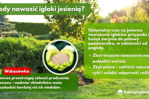 Kiedy nawozić iglaki jesienią? Optymalny termin i błędy