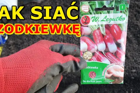 Kiedy siać rzodkiewkę? Kalendarz siewu dla obfitych plonów