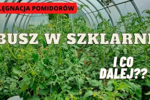 Uprawa pomidorów w szklarni: Kompletny przewodnik po obfitych zbiorach