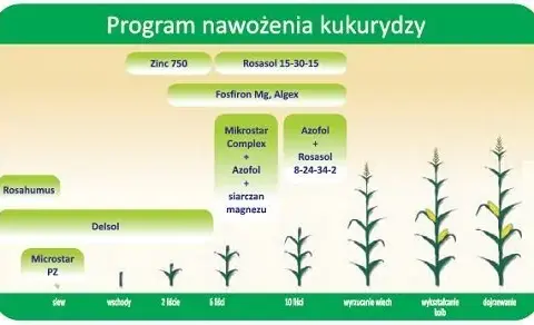 Jak obliczyć dawki NPK dla kukurydzy? Precyzyjny poradnik
