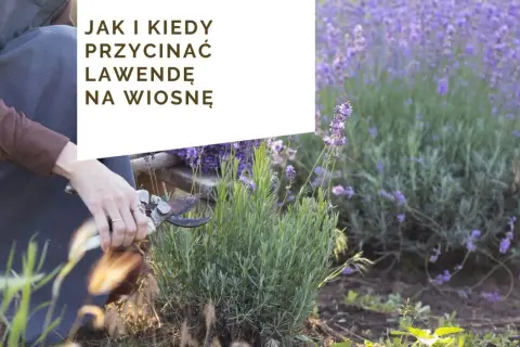 Kiedy sadzić lawendę? Wiosna czy jesień? Sprawdź najlepszy termin