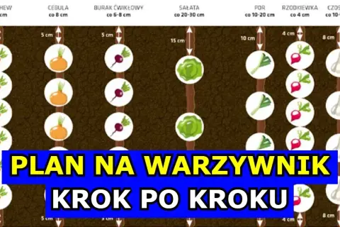 Płodozmian na działce: Jak siać warzywa po sobie? Plan krok po kroku