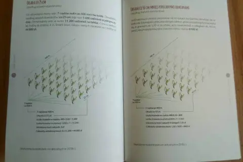 Uprawa malin: Kompletny przewodnik krok po kroku do obfitych zbiorów