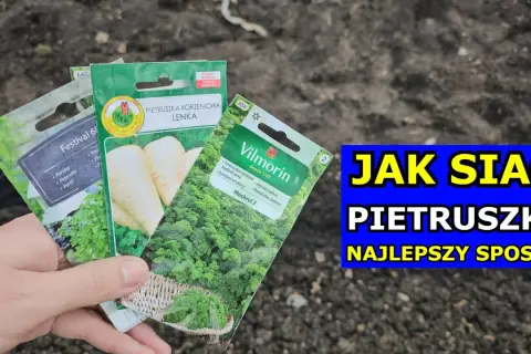 Jak głęboko siać pietruszkę? Sekret obfitych plonów