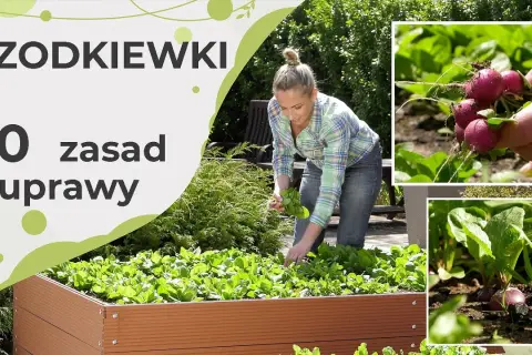 Siew rzodkiewki w czerwcu: triki na udane zbiory i odmiany