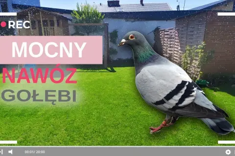Nawóz gołębi: Jak stosować, by nie spalić roślin? Poradnik
