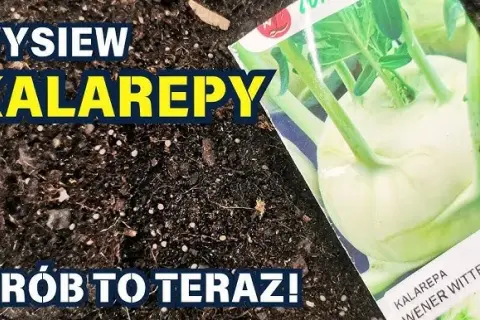 Kiedy siać kalarepę? Terminy siewu na wiosnę i jesień