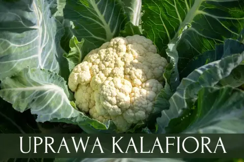 Jak uprawiać kalafior w ogrodzie? Poradnik krok po kroku