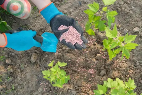 Co zamiast nawozów sztucznych? Naturalne metody dla lepszych plonów