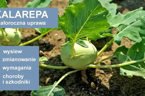 Kiedy kalarepa w sezonie? Od wiosny do jesieni uprawa i zbiory