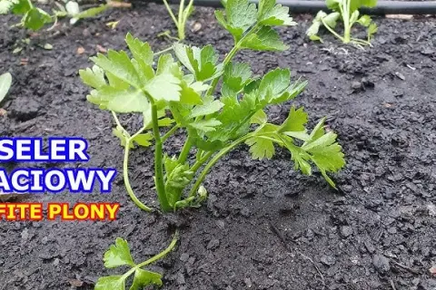 Uprawa selera: Poradnik krok po kroku do obfitych plonów